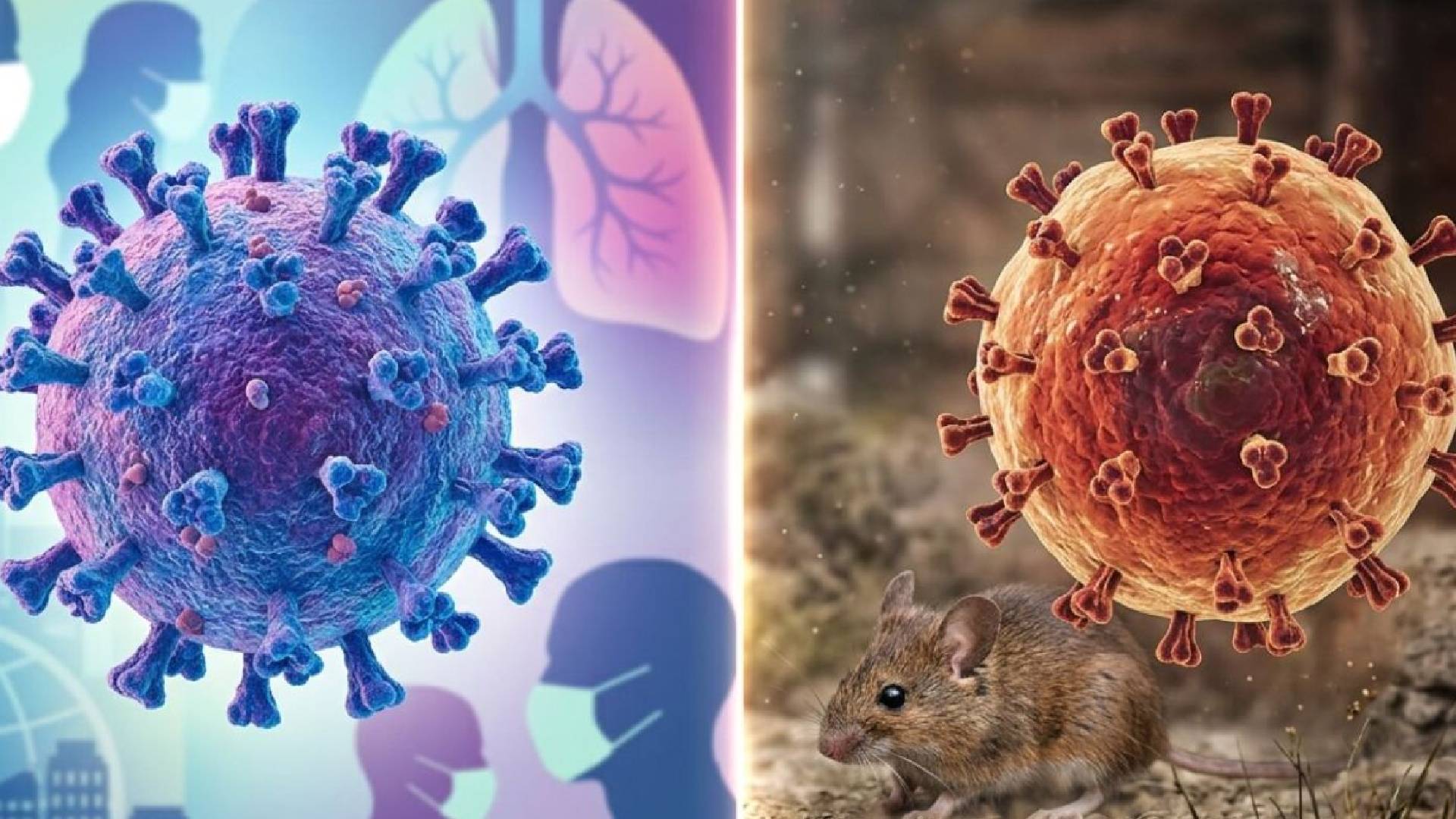 Autoridades aclaran diferencias entre hantavirus y norovirus ante confusión sanitaria